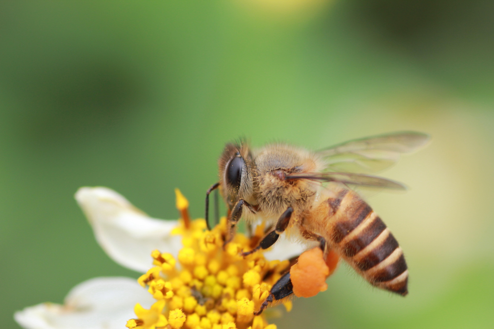 蜜蜂在花丛中嗡嗡鸣叫音效