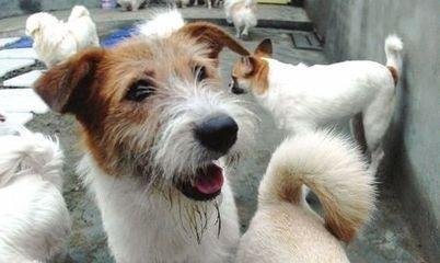 室内的狗叫声音效