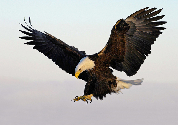 0300:00老鹰雄鹰飞过的音效00:0200:00老鹰叫声的声音音效00:0400:00