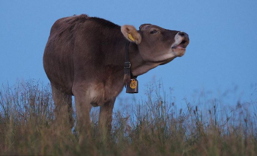 一只牛拖长牟牟叫音效声音音效素材-千库网