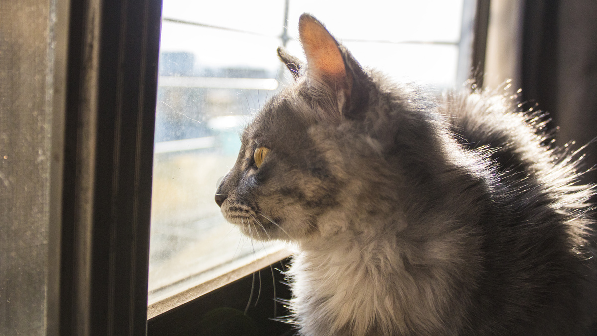 正在看风景猫咪摄影图图片