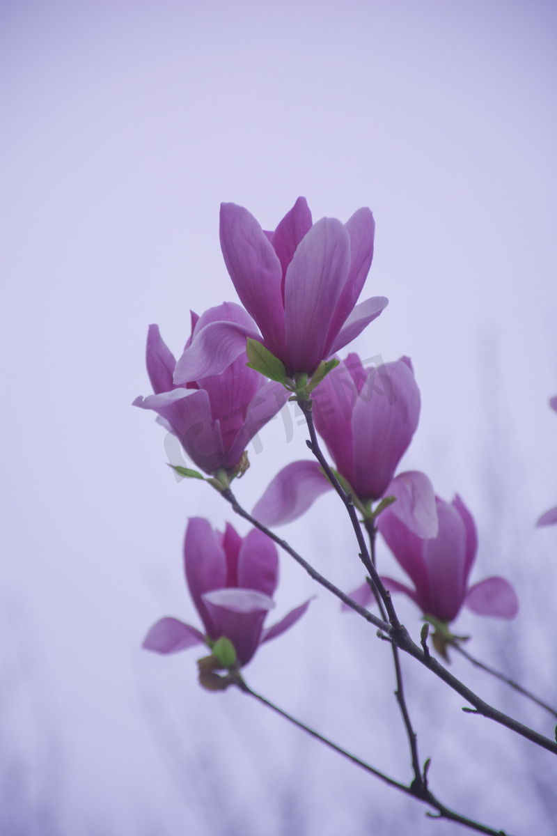 盛开粉紫色玉兰花自然风景摄影图图片