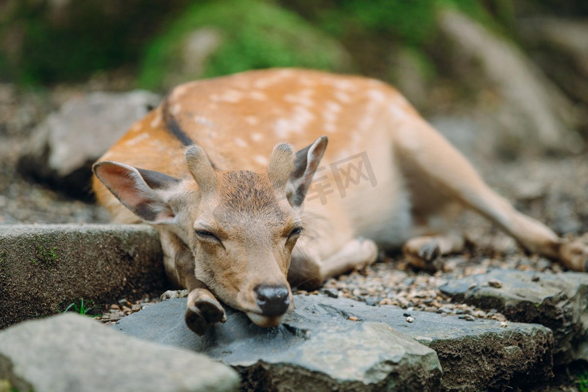 日本奈良公园里睡觉小鹿摄影图图片