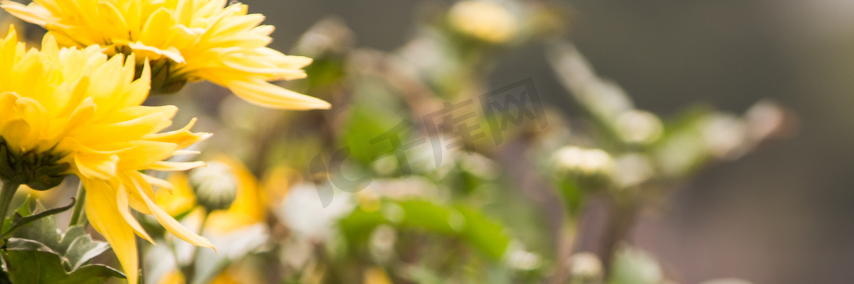 黄色菊花花朵春天自然风景摄影图图片