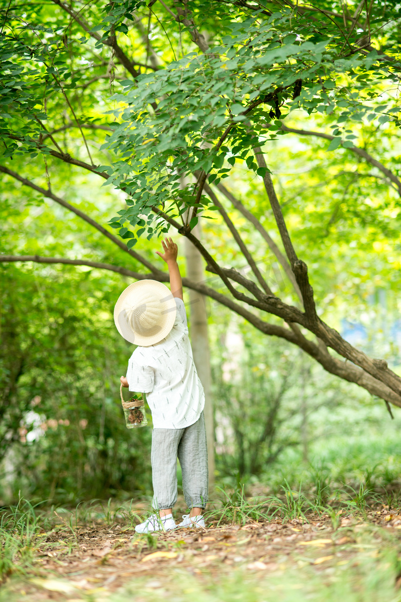 正在摘树叶的小男孩图片