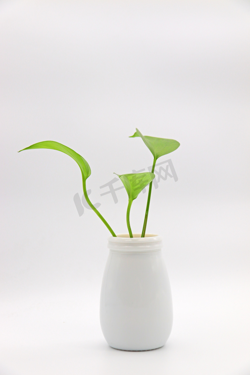摄影图实物图简约清新白色花瓶植物叶子图片