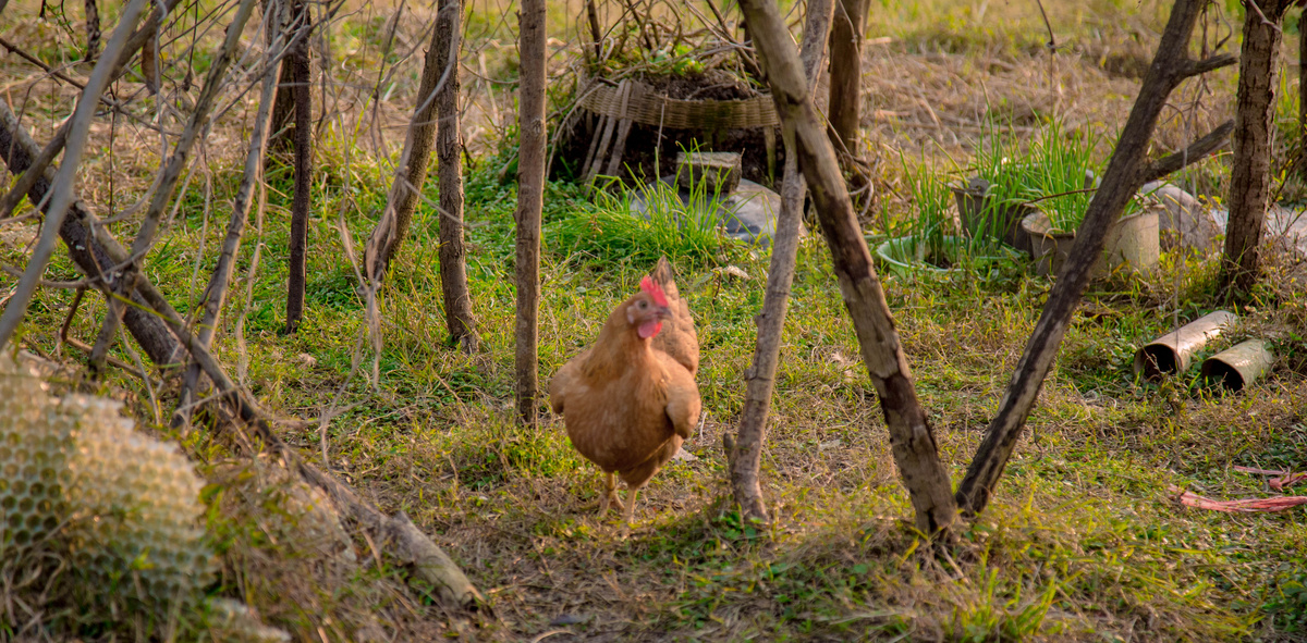 草地小鸡摄影图图片