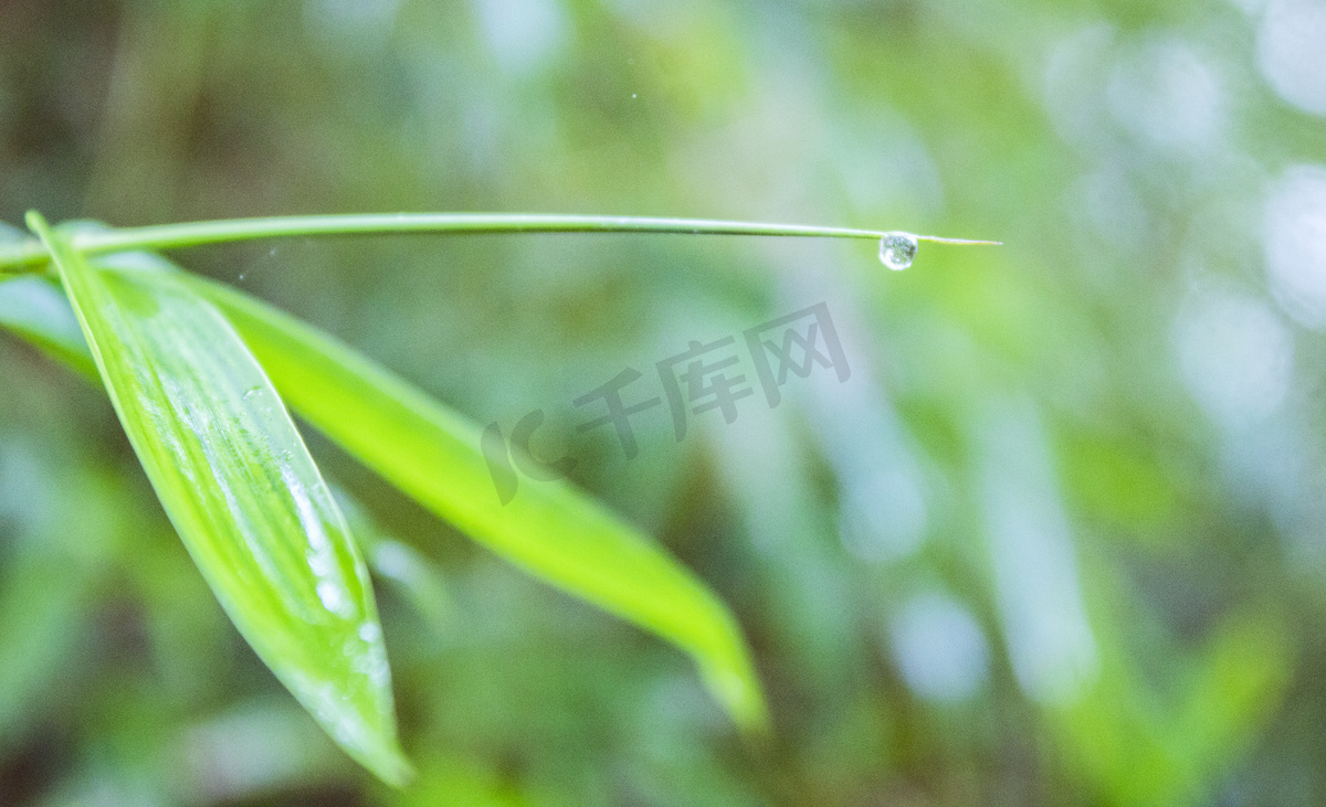 竹叶尖上雨水滴摄影图图片