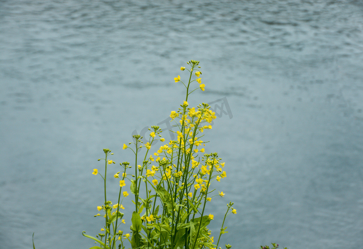 江边河流边的油菜花图片