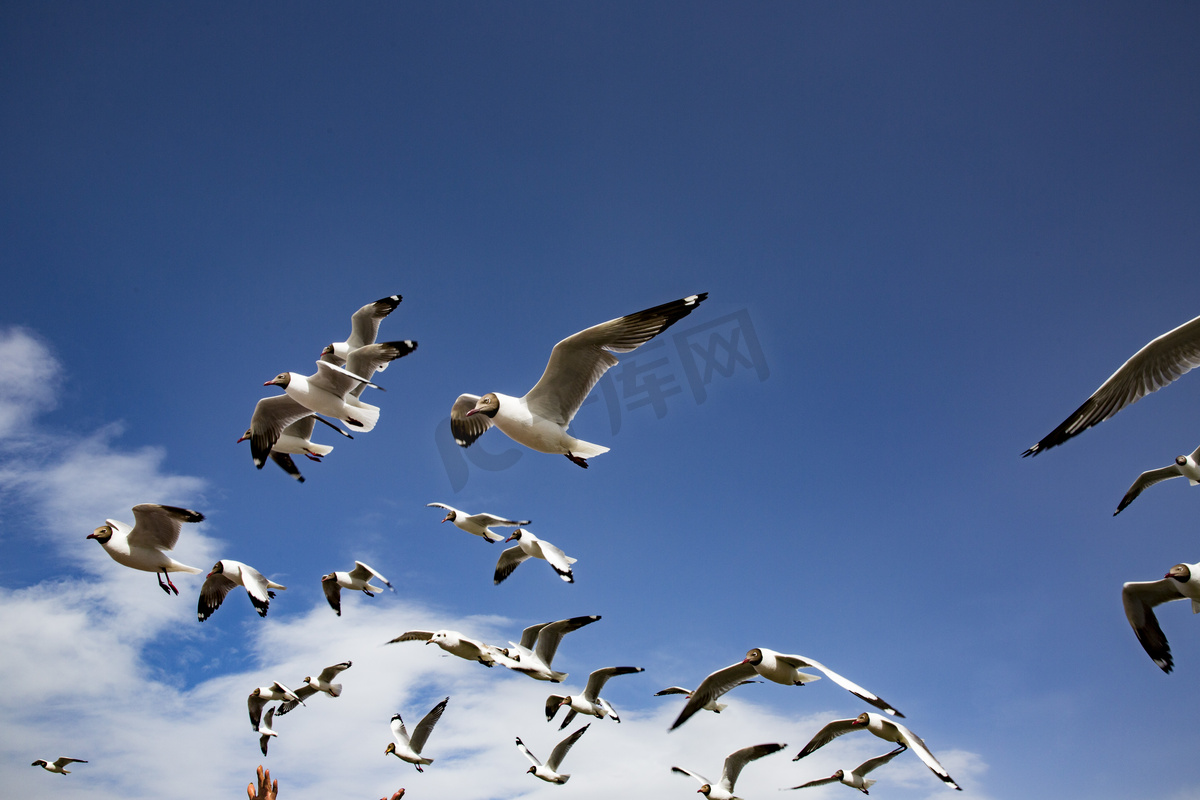 蓝天中鸟摄影图图片