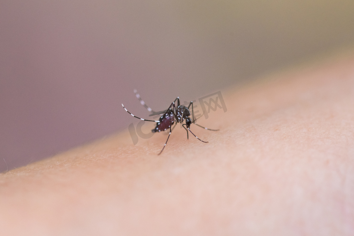 吸血蚊子摄影图图片