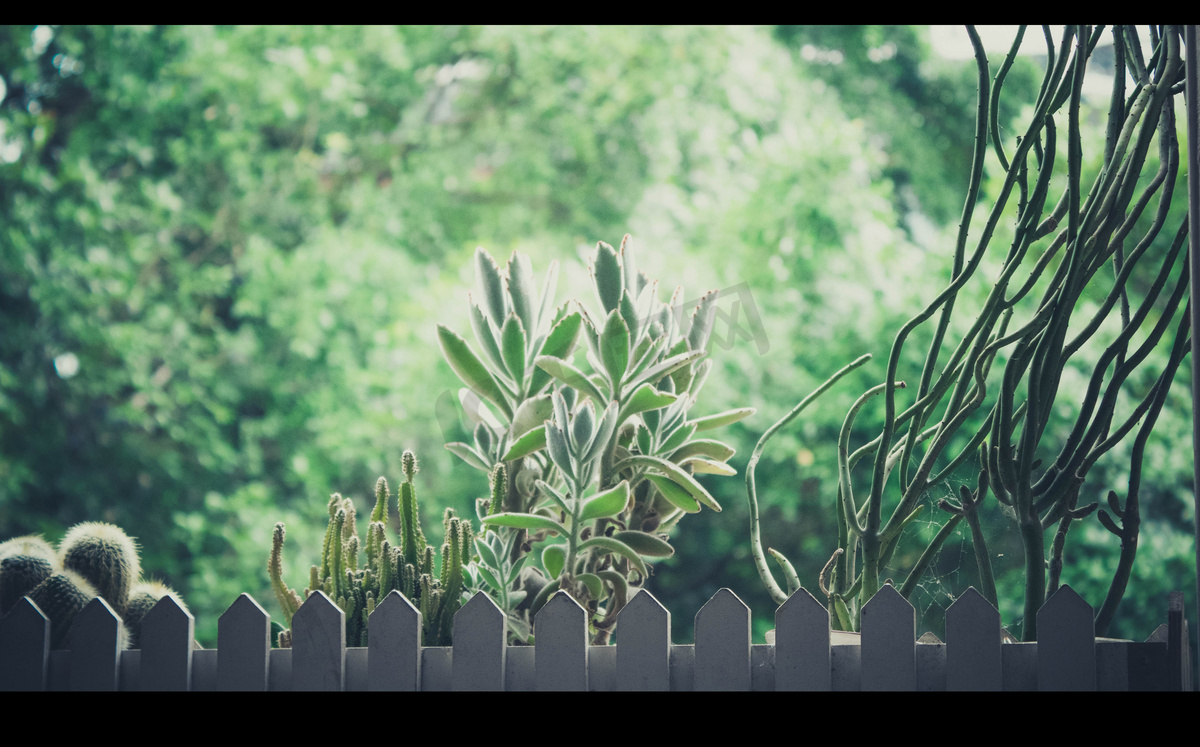 夏天植物文艺摄影图图片