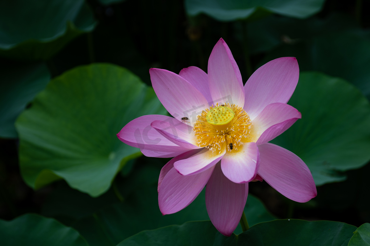 荷花花蕾摄影图图片