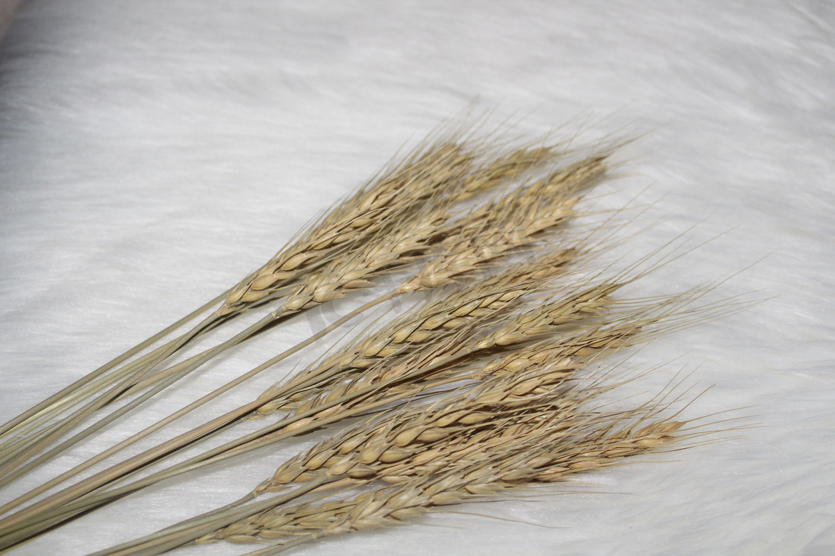 小麦麦穗摄影图图片