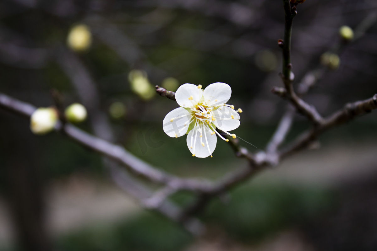 白梅花开枝头特写摄影图图片