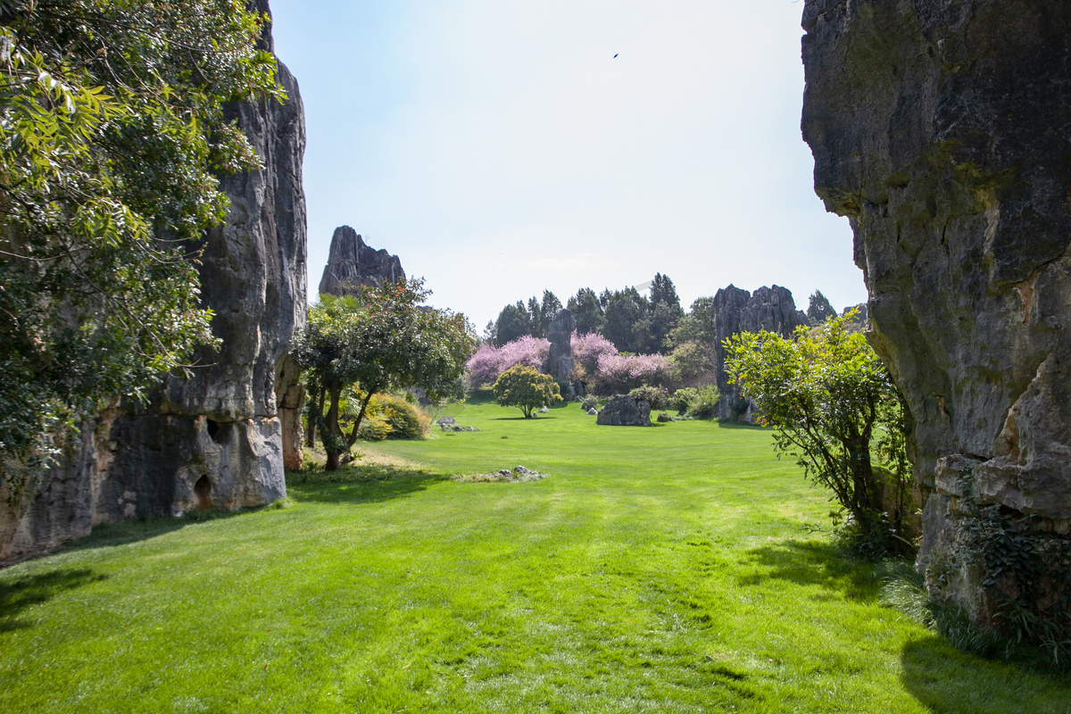 草地植物树木石林自然风景摄影图图片