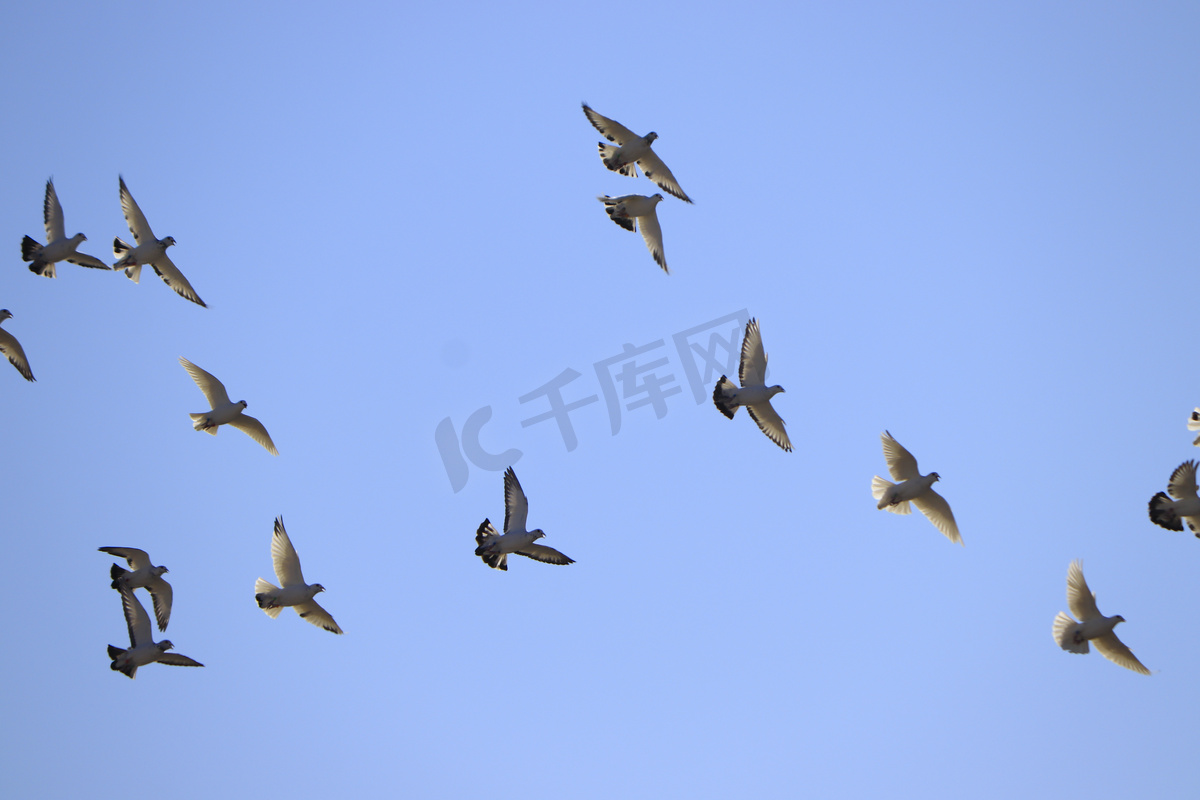 家养鸽子群蓝天飞翔摄影图图片