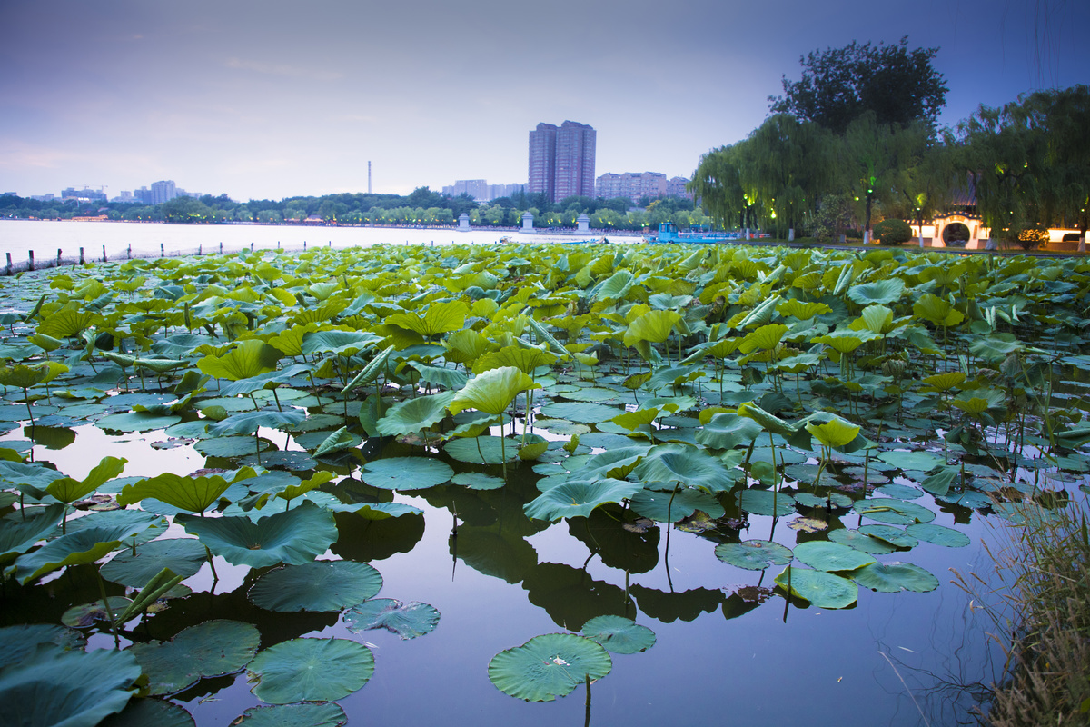 济南大明湖荷塘摄影图图片