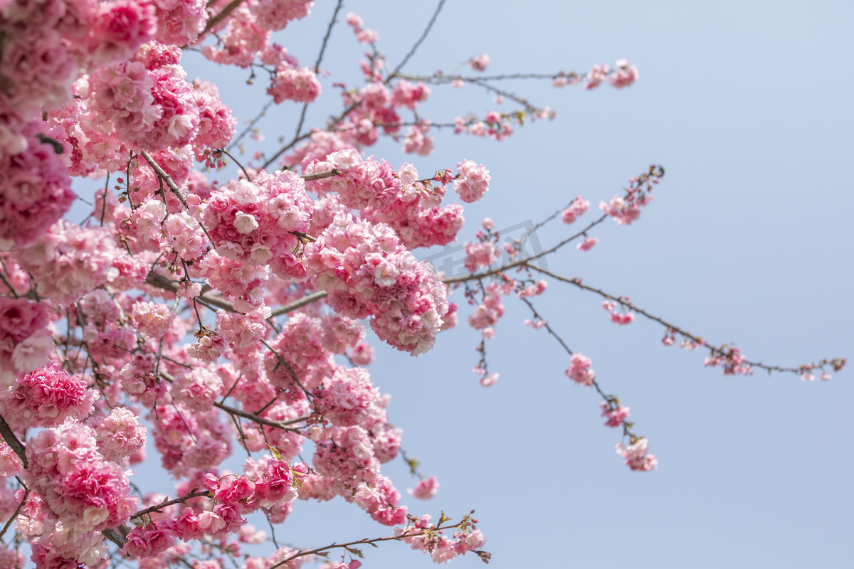 春天桃花朵朵繁花盛开8图片