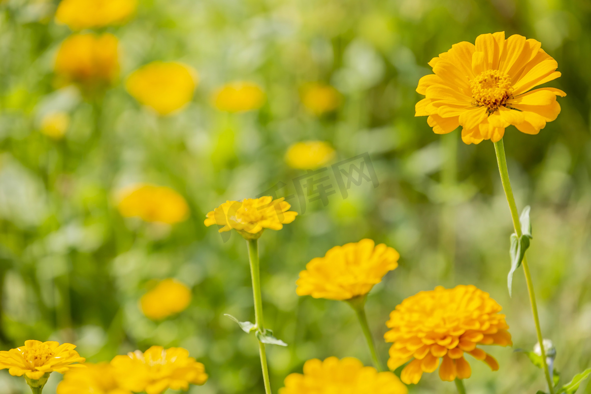 黄色花卉摄影图图片