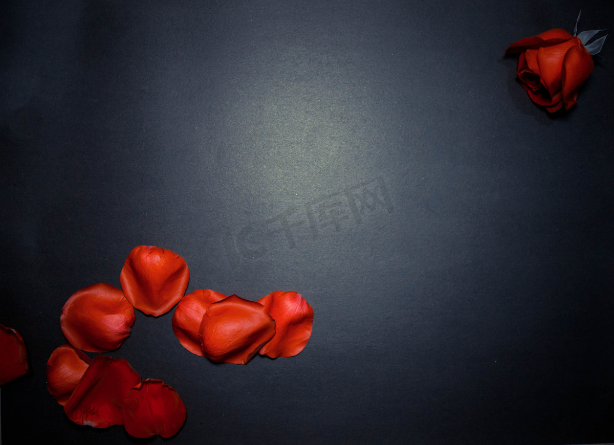 玫瑰花瓣摄影图图片