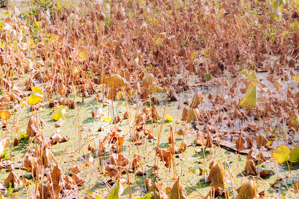 冬季荷塘里莲藕摄影图图片