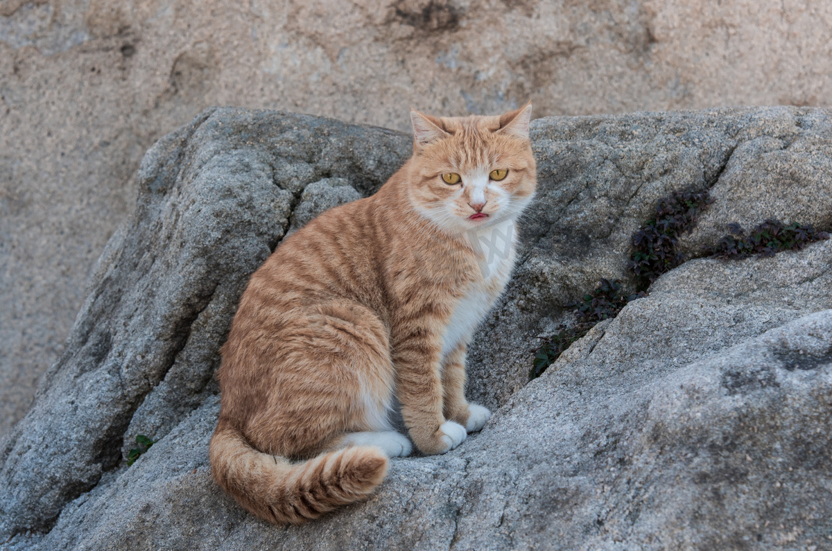 坐在石头上猫咪摄影图图片
