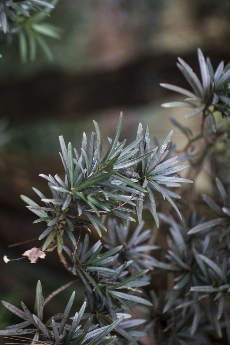 杭州植物园风景罗汉松绿色植物摄影图图片