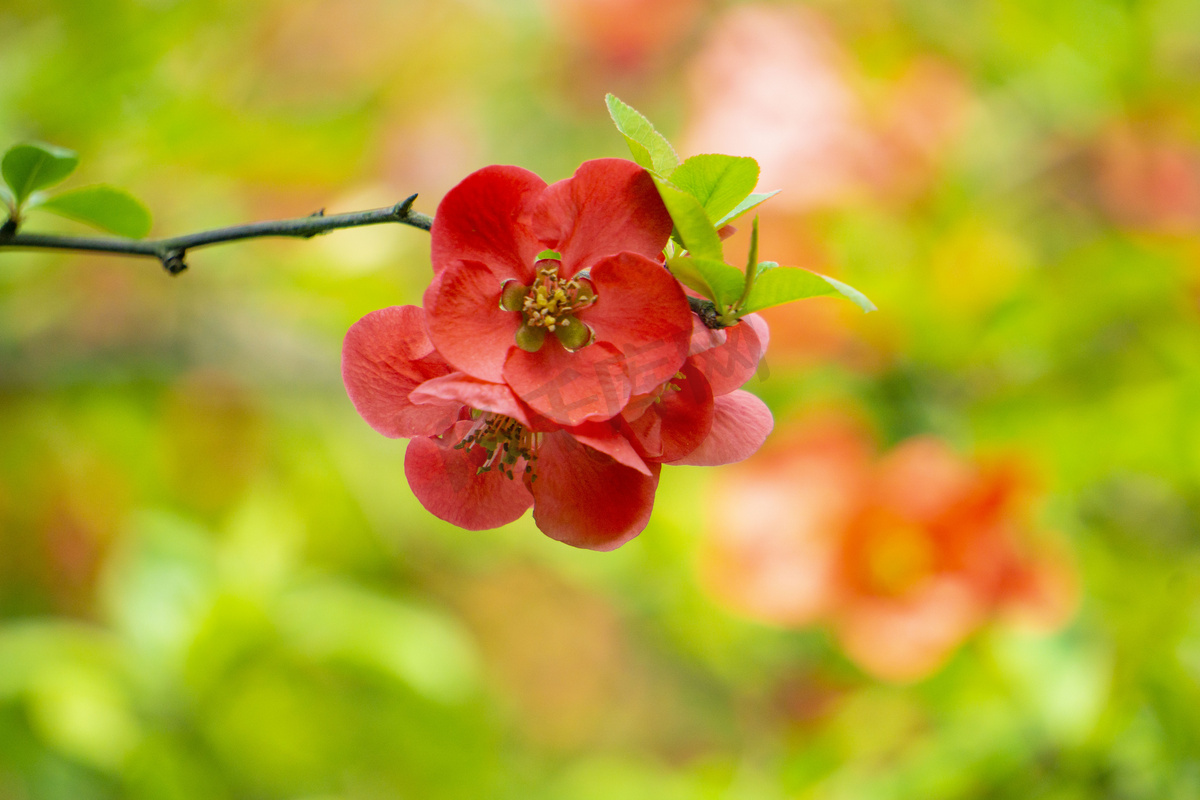 春天火红海棠花摄影图图片