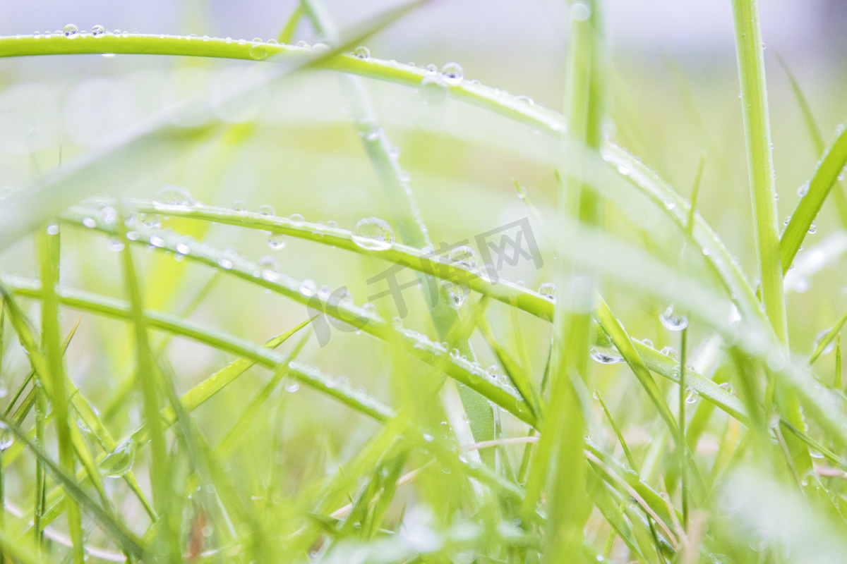 雨天植物小草摄影图图片