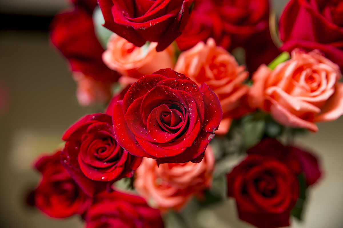 娇艳美丽的玫瑰花摄影图图片