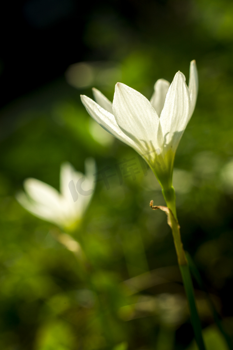 阳光下白色小花摄影图图片