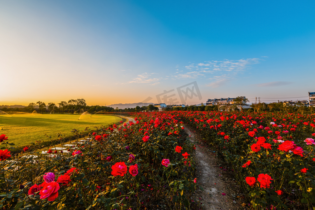 晚霞玫瑰花园草地摄影图图片
