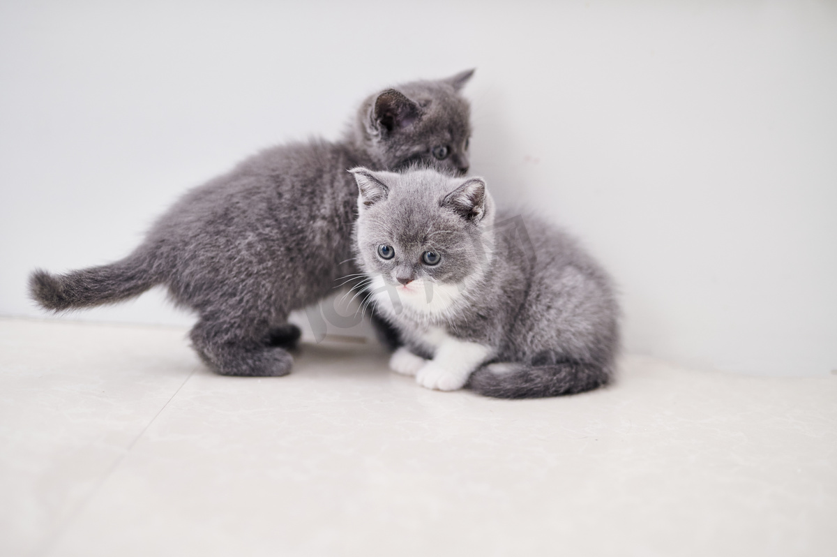 世界动物节猫咪蓝猫宠物小猫摄影图图片