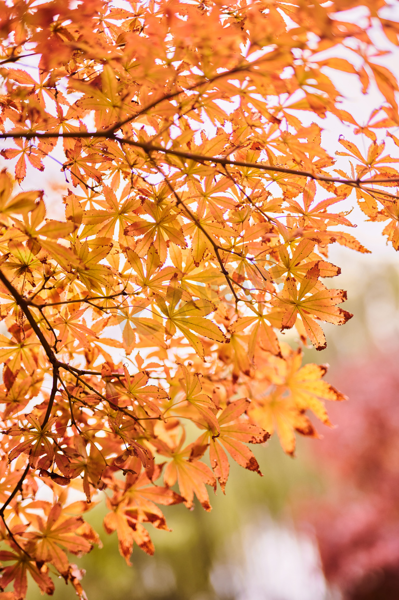 秋天的风景   枫叶  金色的树叶 十月图片