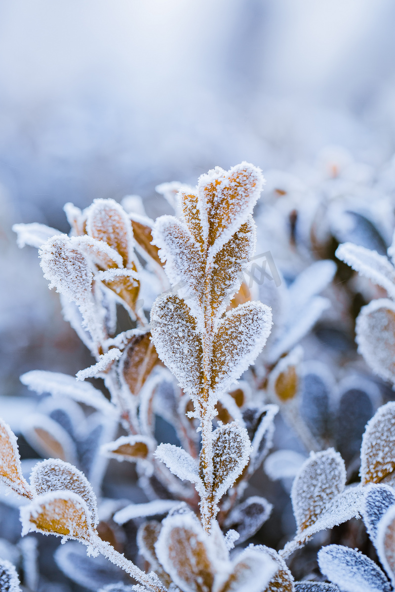 落满小雪的枝叶图片