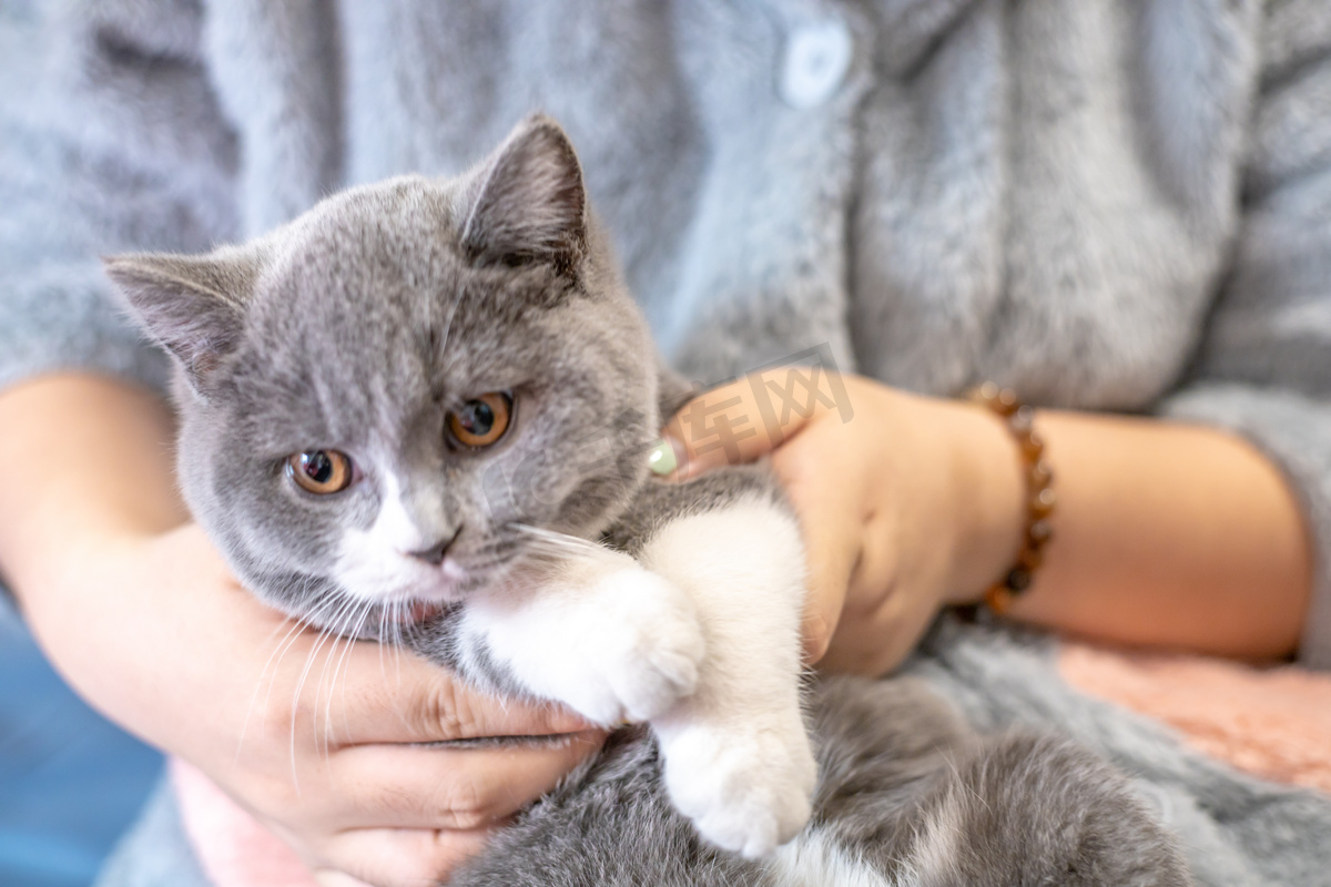 可爱宠物猫图片