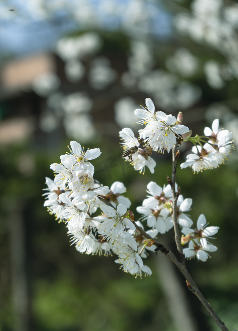 唯美樱花晴天樱花室外无摄影图配图图片