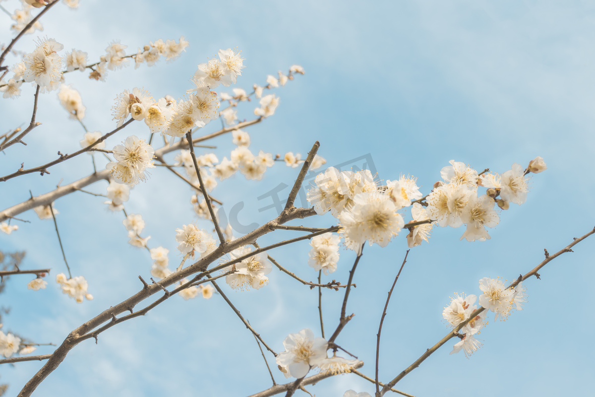 大寒冬天晴天正午腊梅花梅花梅花山梅花园静物摄影图配图图片