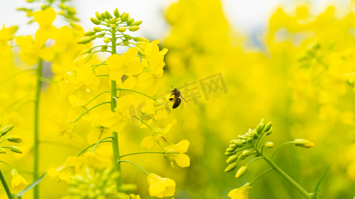 农村春天蜜蜂油菜花采蜜摄影图配图图片