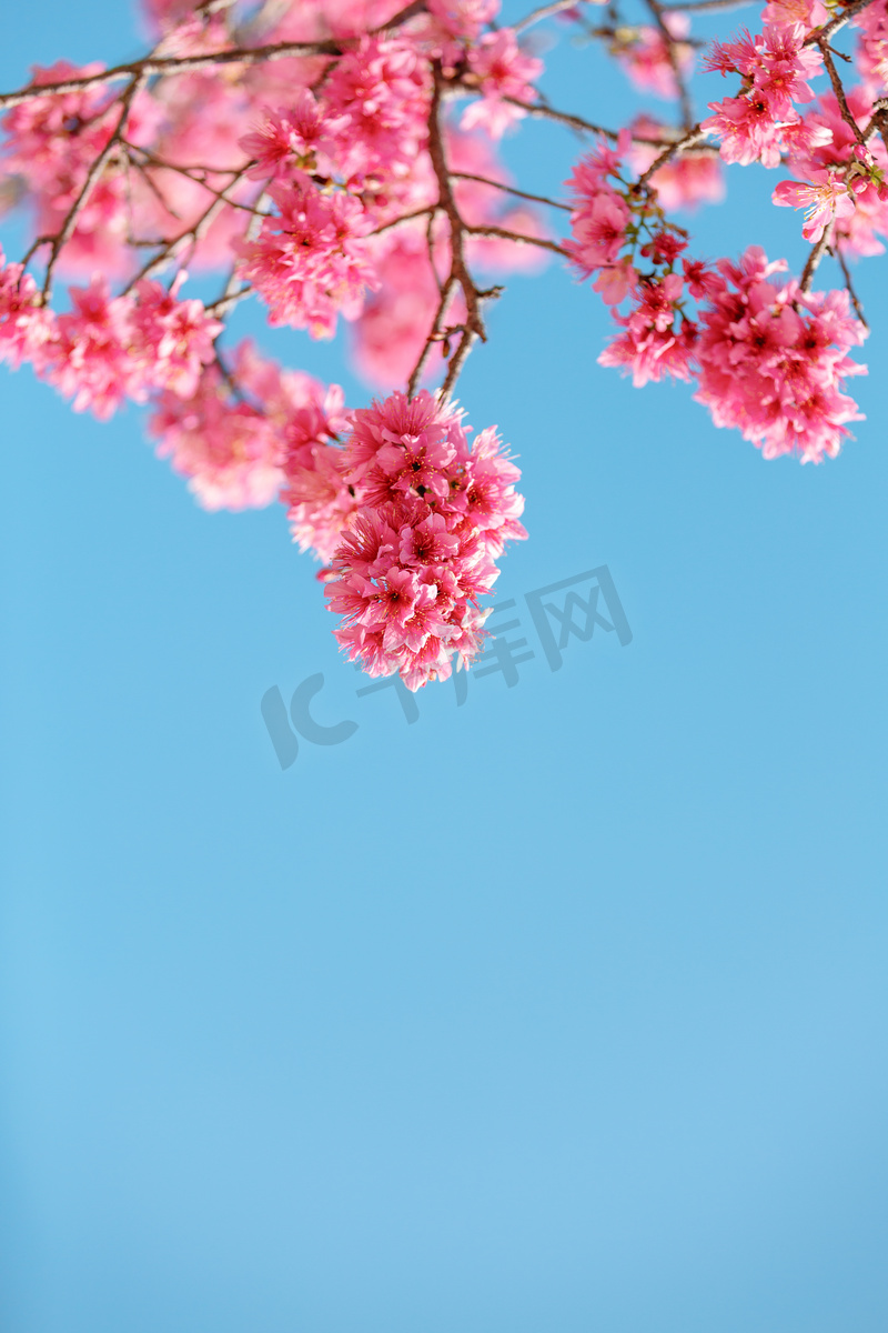 广州樱花早上花朵公园赏花摄影图配图图片