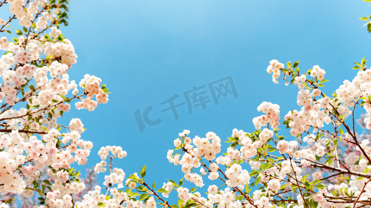 樱花花季花生态园赏花摄影图配图图片