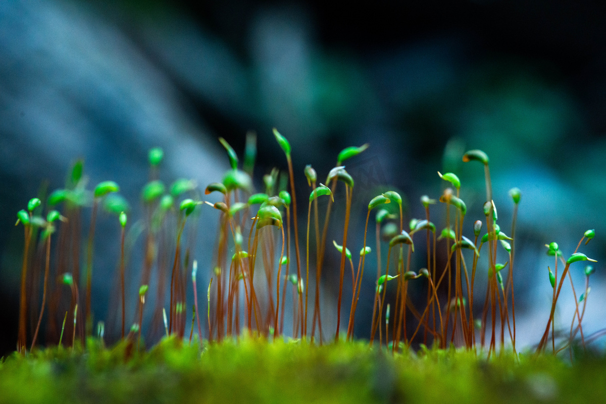 苔藓发芽春天二月葫芦藓湿地生长摄影图配图图片