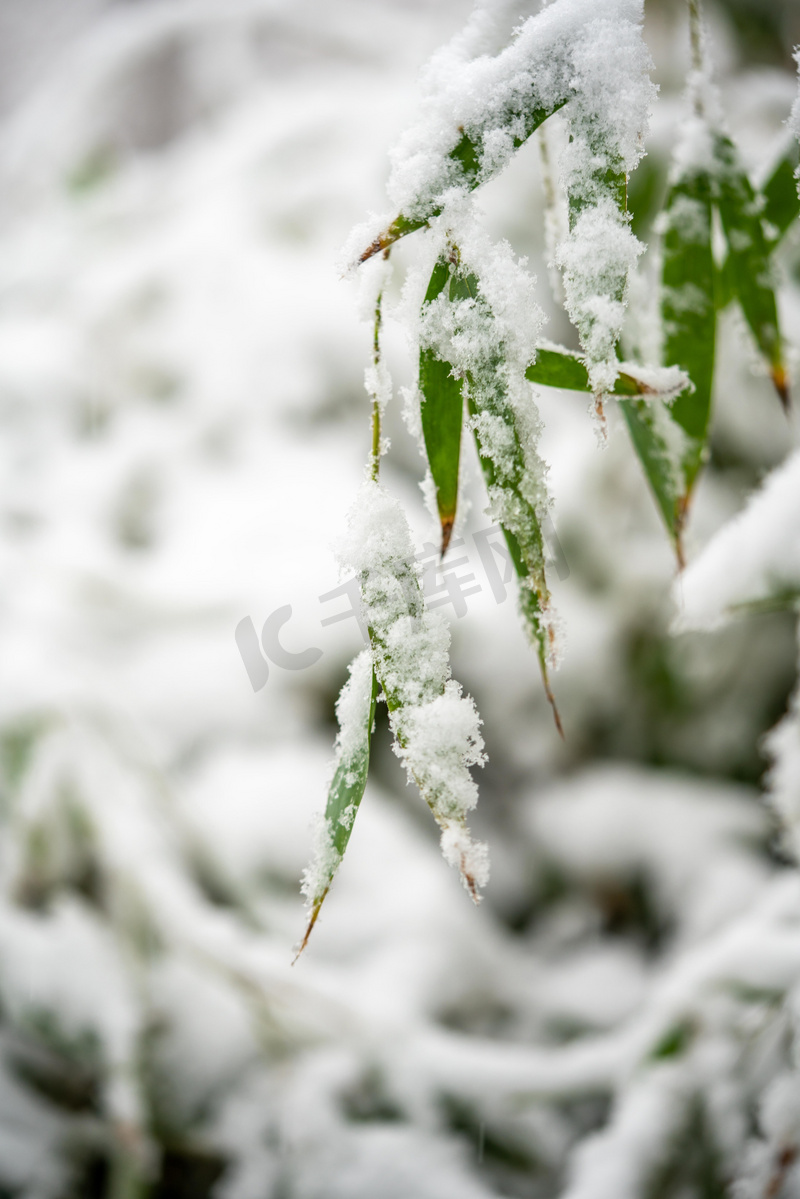 下雪白天竹叶上的积雪室外落雪摄影图配图图片