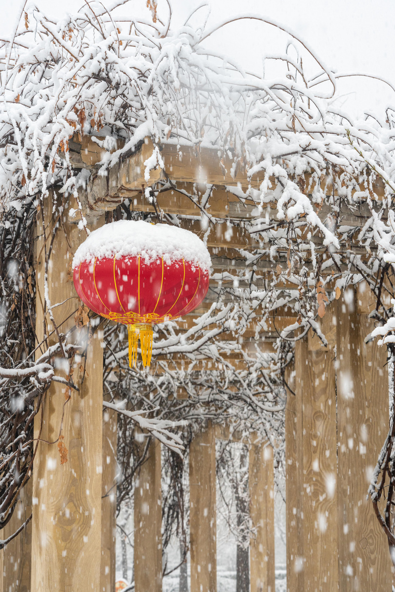 冬季雪景白天红灯笼落雪室外下雪摄影图配图图片
