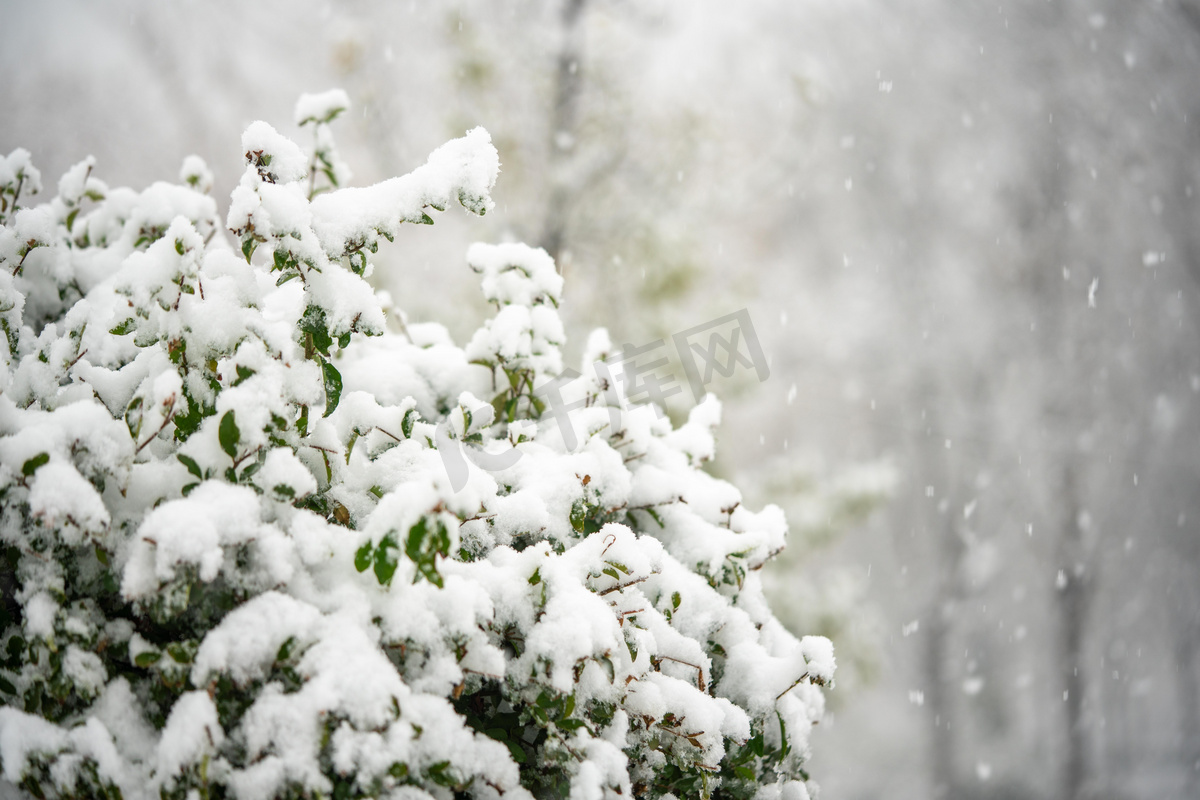 下雪白天树枝上的雪室外积雪摄影图配图图片