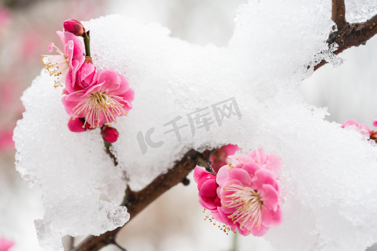 梅花白天雪压梅花梅园赏梅摄影图配图图片