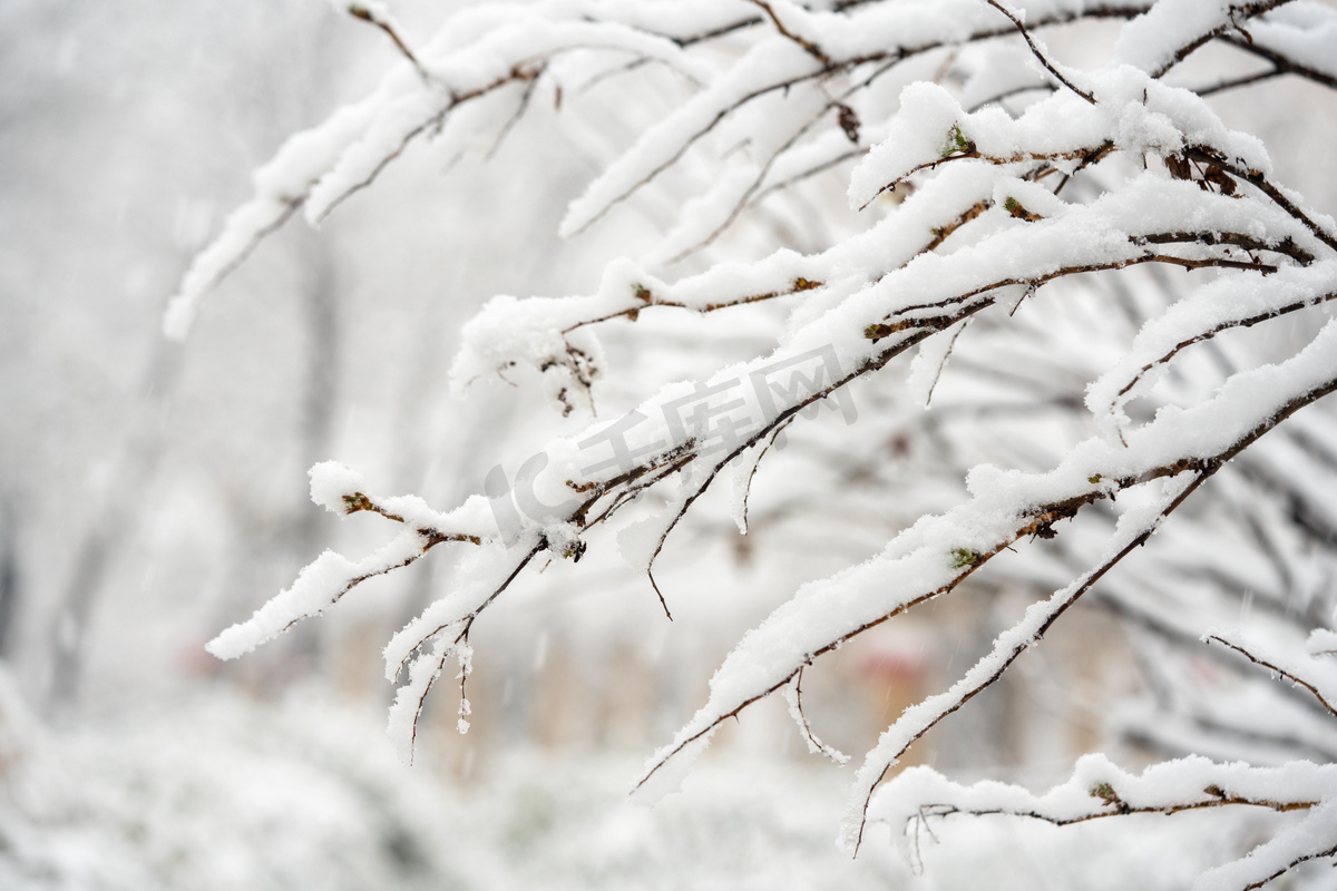 冬季雪景白天落雪室外树枝落雪摄影图配图图片