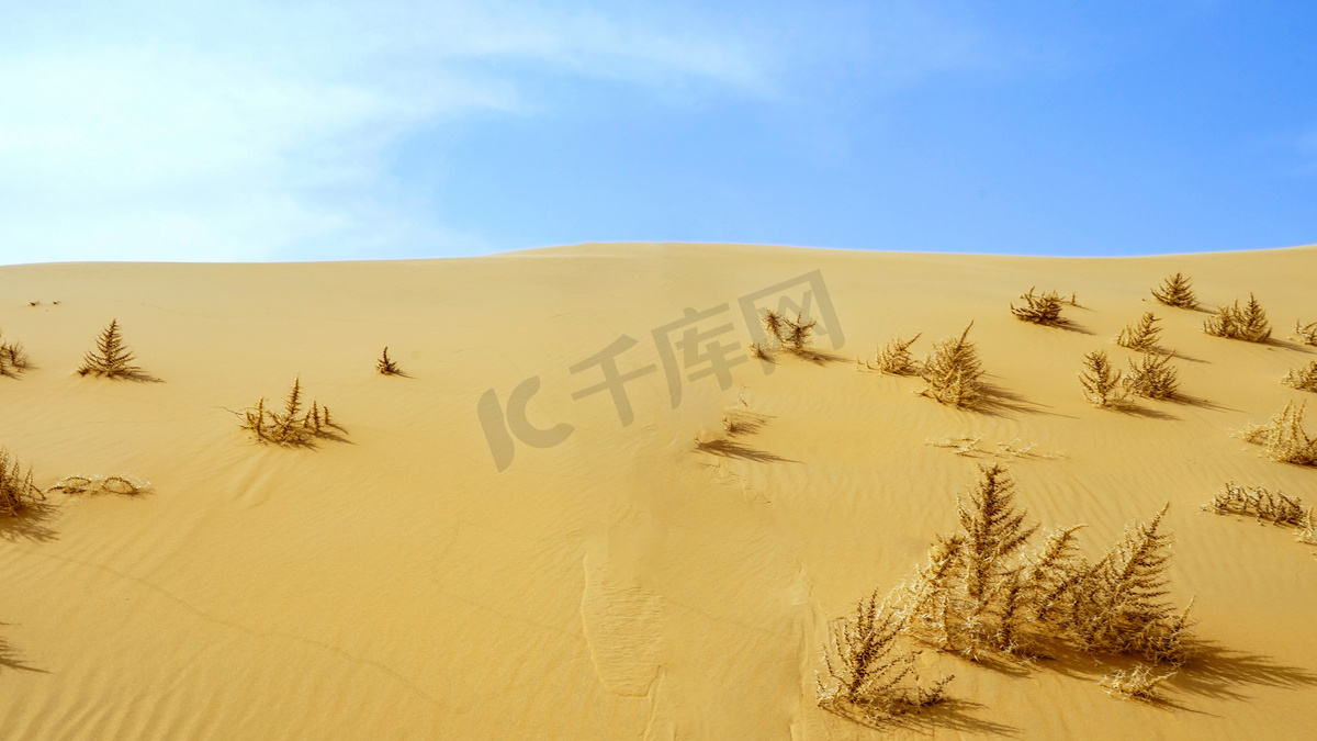 沙漠植物下午沙漠春季素材摄影图配图图片