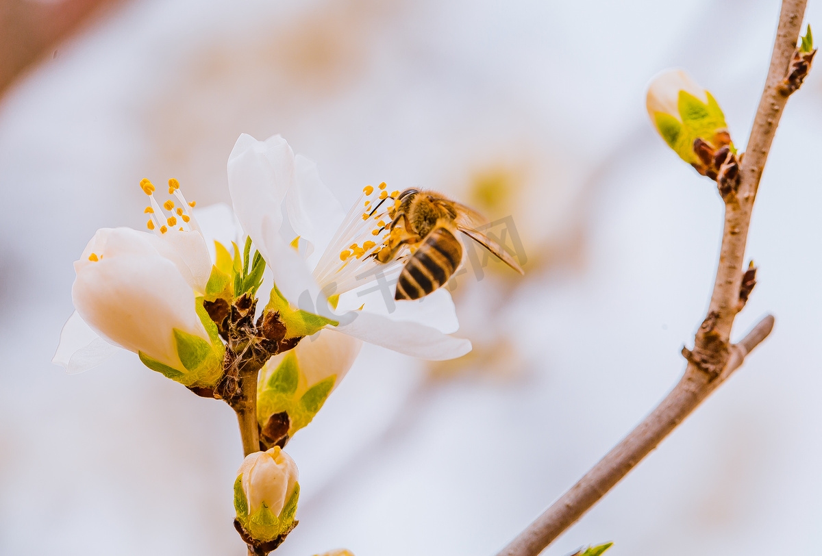 蜜蜂采蜜春天白山桃花蜜蜂公园采蜜绽放摄影图配图图片